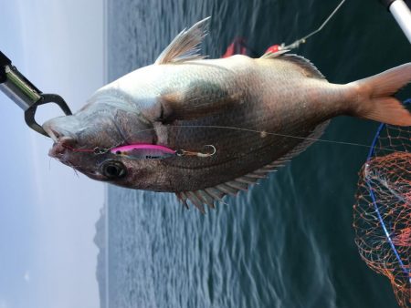 バラエティ豊か